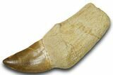 Fossil Rooted Mosasaur (Thalassotitan) Tooth - Morocco #384231-1